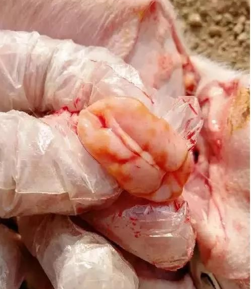 藍(lán)耳病肺部 藍(lán)耳病肺部