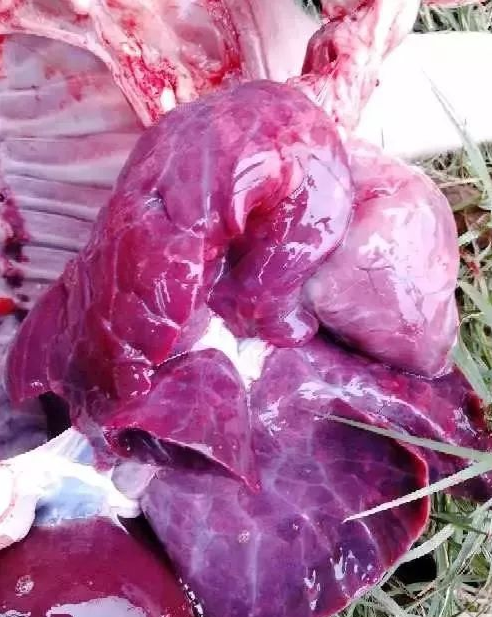 藍(lán)耳病肺部癥狀 藍(lán)耳病肺部癥狀