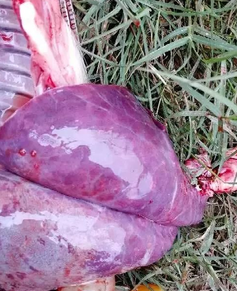 藍(lán)耳肺出血 藍(lán)耳肺出血