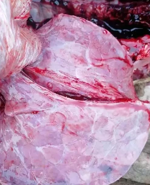 藍(lán)耳肺出血點(diǎn) 藍(lán)耳肺出血點(diǎn)