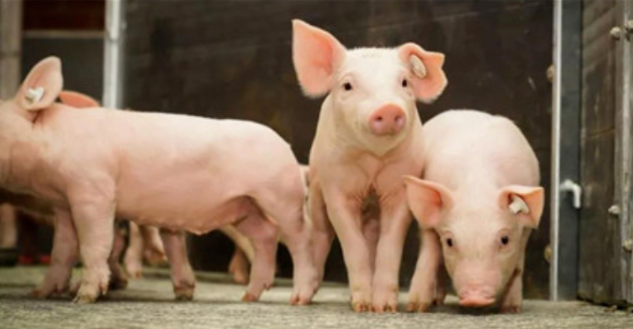 藍(lán)耳病 藍(lán)耳病