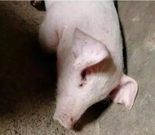 藍(lán)耳病臨床癥狀 藍(lán)耳病臨床癥狀