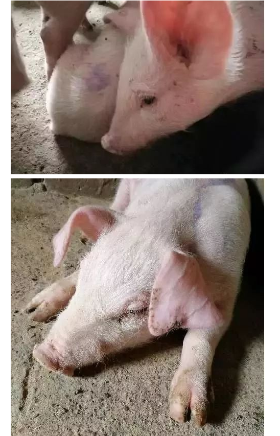 藍(lán)耳病癥狀 藍(lán)耳病癥狀