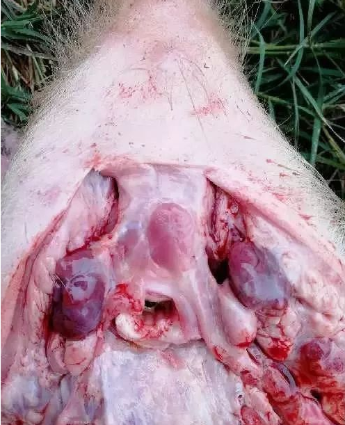 藍(lán)耳病淋巴 藍(lán)耳病淋巴