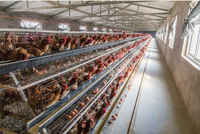 蛋雞抵抗力下降 蛋雞抵抗力下降