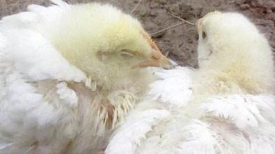 雞得了新城疫怎么辦？上海邦森幫您解燃眉之急