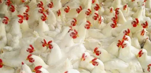 速壯丁家禽上應用 速壯丁家禽上應用