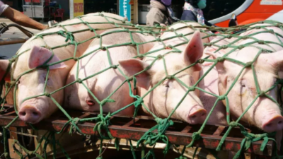 豬價漲勢利好，元旦上漲情況如何-上海邦森