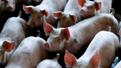 豬價上漲，多地破九沖十