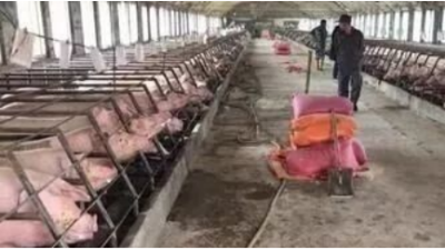 多西環(huán)素(強(qiáng)力霉素)在豬場的妙用-上海邦森 多西環(huán)素(強(qiáng)力霉素)在豬場的妙用-上海邦森