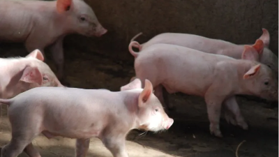 豬不吃食原因 豬不吃食原因