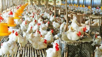 上海邦森分享：為啥說雞病防治，要從“腸”計議？