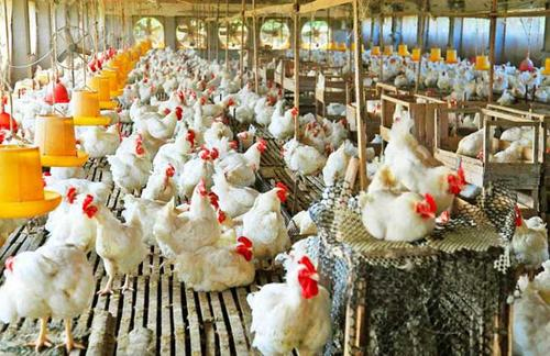 蛋雞中暑怎么辦 蛋雞中暑怎么辦