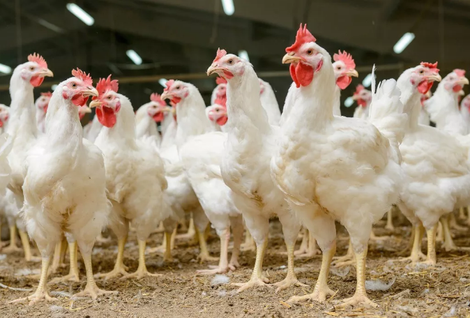  春季養(yǎng)雞注意的6點(diǎn)事項