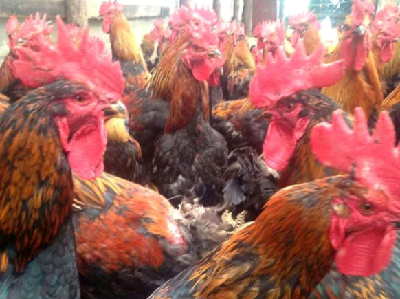 速壯丁在土雜雞上的應用 速壯丁在土雜雞上的應用