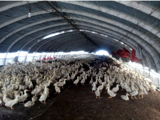 上海邦森速壯丁在肉鴨上的應用 上海邦森速壯丁在肉鴨上的應用