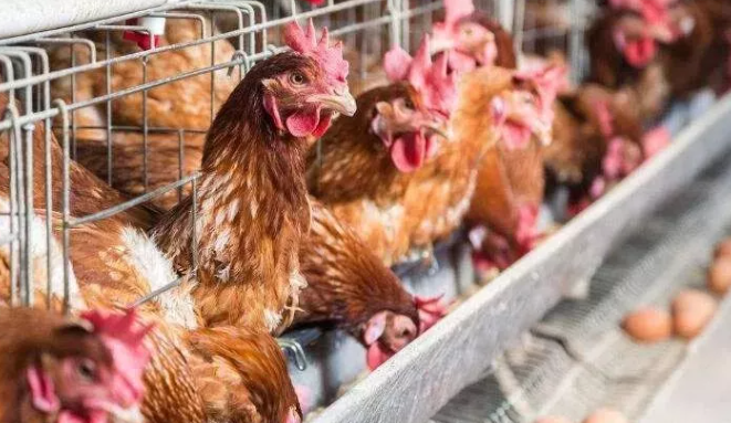 畜禽養(yǎng)殖意見