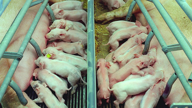 三元VC在豬上的應用 三元VC在豬上的應用