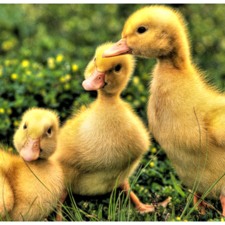 上海邦森治療鴨呼吸道方案真的是見效快，效果好！