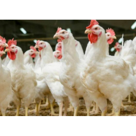 用實(shí)證說(shuō)話(huà)，速壯丁在白羽肉雞的應(yīng)用效果！