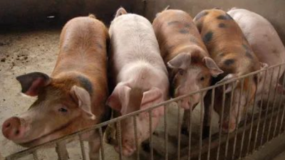 豬呼吸道疾病的處理與防治 豬呼吸道疾病的處理與防治