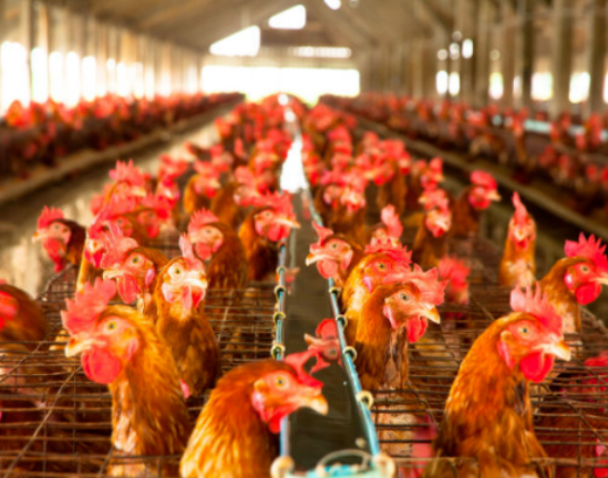 雞呼吸道疾病的因素 雞呼吸道疾病的因素