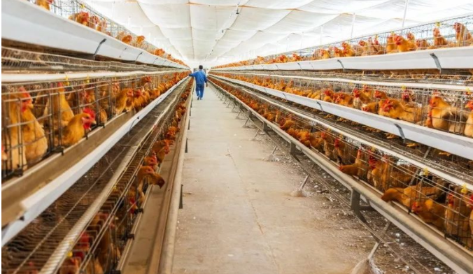 雞舍沒有大通風(fēng)感冒的原因