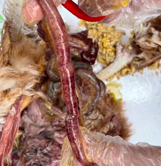 壞死性腸炎剖檢1 壞死性腸炎剖檢1