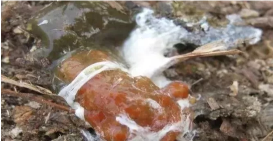 雞腸炎拉稀 雞腸炎拉稀