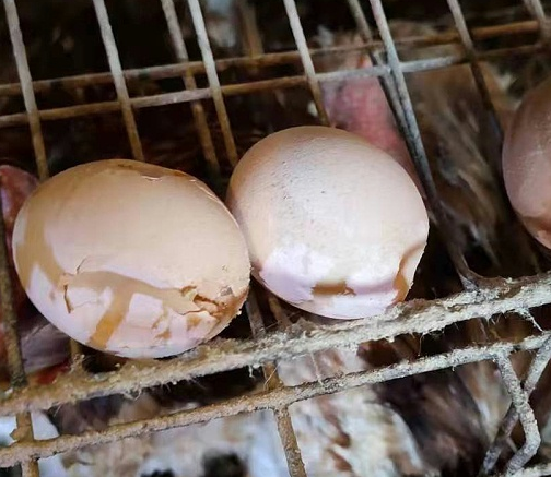 使用加強(qiáng)型如意前蛋質(zhì)量 使用加強(qiáng)型如意前蛋質(zhì)量