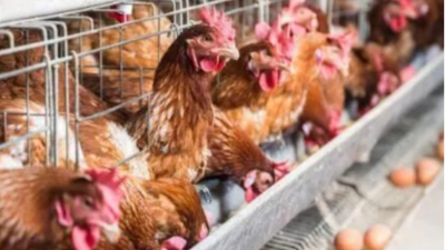 做好這三點(diǎn)，蛋雞能高產(chǎn)-上海邦森