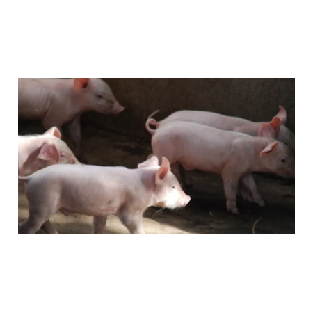 上海邦森豬價(jià)行情分享，豬價(jià)會(huì)瘋漲嗎？