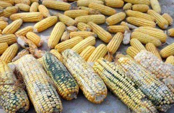 霉菌毒素 霉菌毒素