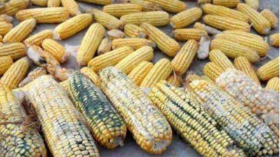 上海邦森分享霉菌毒素對家禽危害的十個方面 上海邦森分享霉菌毒素對家禽危害的十個方面