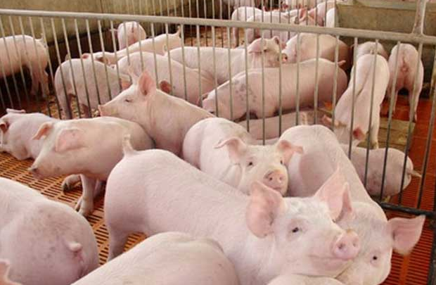 母豬體內毒素類型 母豬體內毒素類型