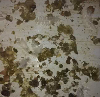 3天糞便 3天糞便