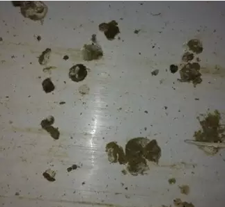 14天糞便 14天糞便