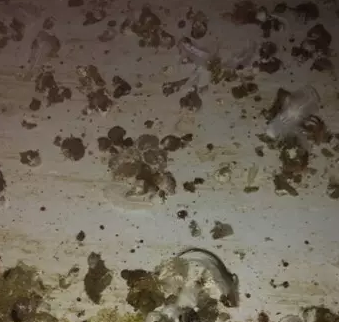 20天糞便 20天糞便