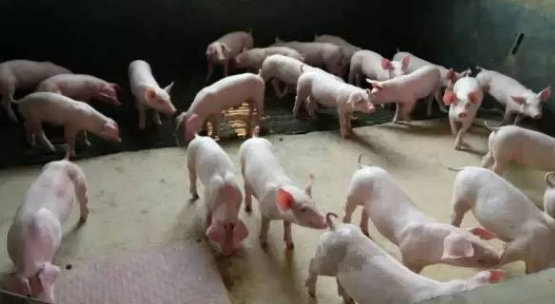 做好防非控藍(lán)，豬場(chǎng)穩(wěn)贏-上海邦森