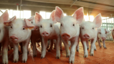 讓弱小僵豬不掉隊(duì)，一頭母豬多賺錢(qián)上海邦森