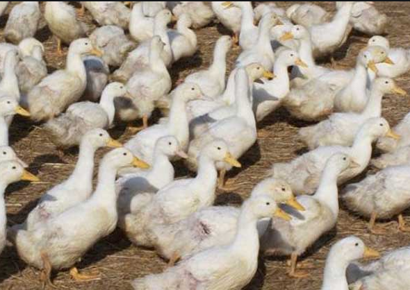 肉鴨管理要點 肉鴨管理要點