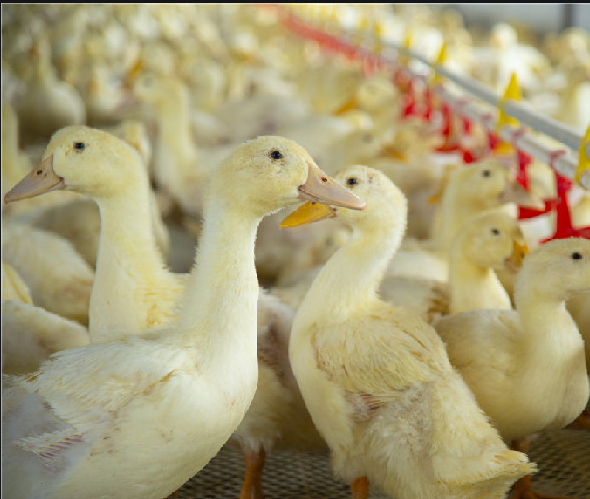 肉鴨黃病毒病防治 肉鴨黃病毒病防治